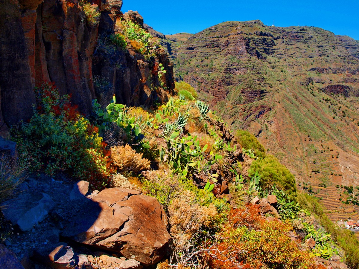 Zdjęcia: La Gomera, Wyspy Kanaryjskie, roślinność górska, HISZPANIA Zdjęcia: La Gomera, Wyspy Kanaryjskie, roślinność górska, HISZPANIA
