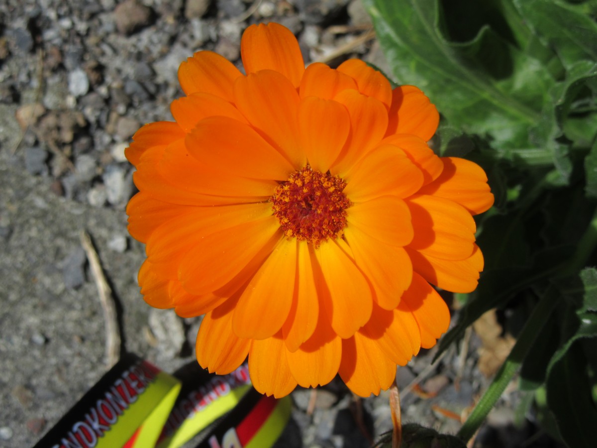 Zdjęcia: Madera, Madera , Kwiaty na Maderze, HISZPANIA Zdjęcia: Madera, Madera , Kwiaty na Maderze, HISZPANIA