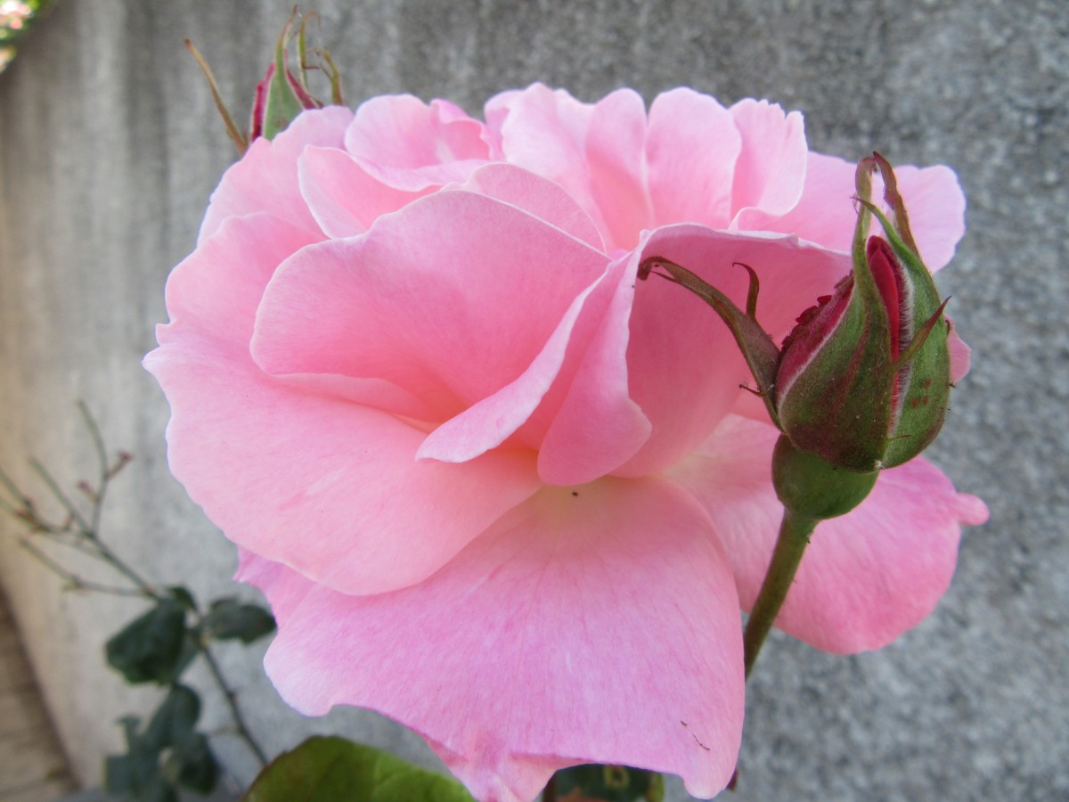 Zdjęcia: Madera, Madera , Kwiaty na Maderze, HISZPANIA Zdjęcia: Madera, Madera , Kwiaty na Maderze, HISZPANIA