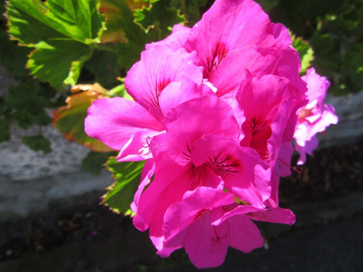 Zdjęcia: Madera, Madera , Kwiaty na Maderze, HISZPANIA Zdjęcia: Madera, Madera , Kwiaty na Maderze, HISZPANIA