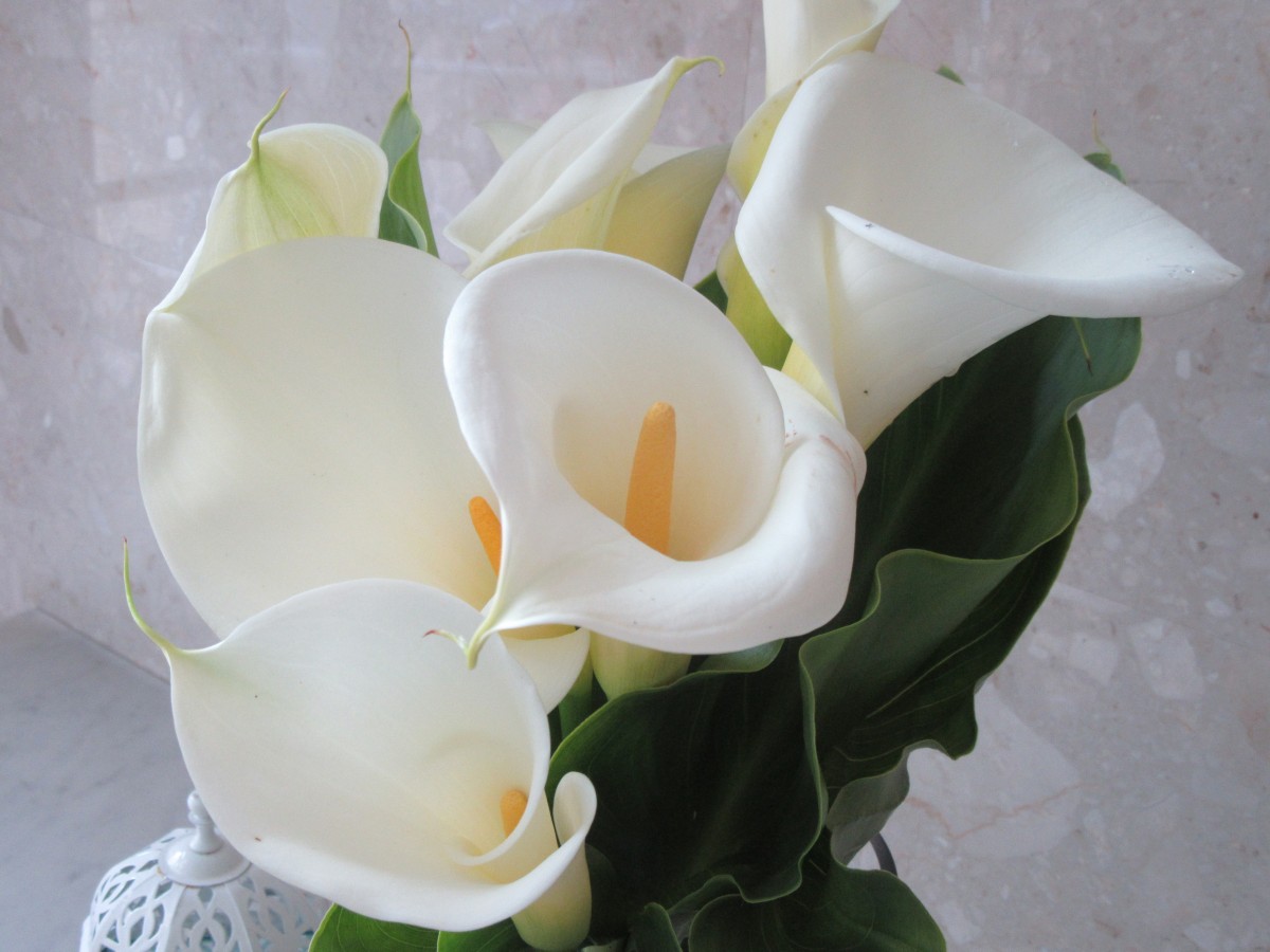 Zdjęcia: Madera, Madera , Kwiaty na Maderze, HISZPANIA Zdjęcia: Madera, Madera , Kwiaty na Maderze, HISZPANIA