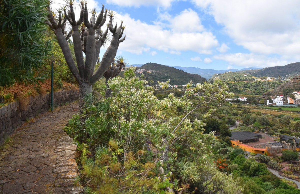 Zdjęcia: Las Palmas, Gran Canaria, Jardin Botanico Viera & Clavijo, HISZPANIA Zdjęcia: Las Palmas, Gran Canaria, Jardin Botanico Viera & Clavijo, HISZPANIA