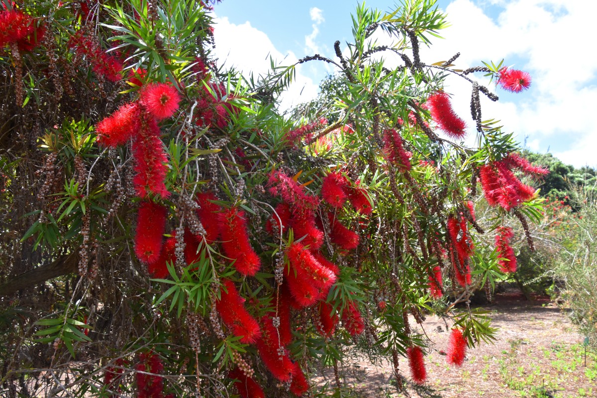 Zdjęcia: Las Palmas, Gran Canaria, Jardin Botanico Viera & Clavijo 3, HISZPANIA Zdjęcia: Las Palmas, Gran Canaria, Jardin Botanico Viera & Clavijo 3, HISZPANIA