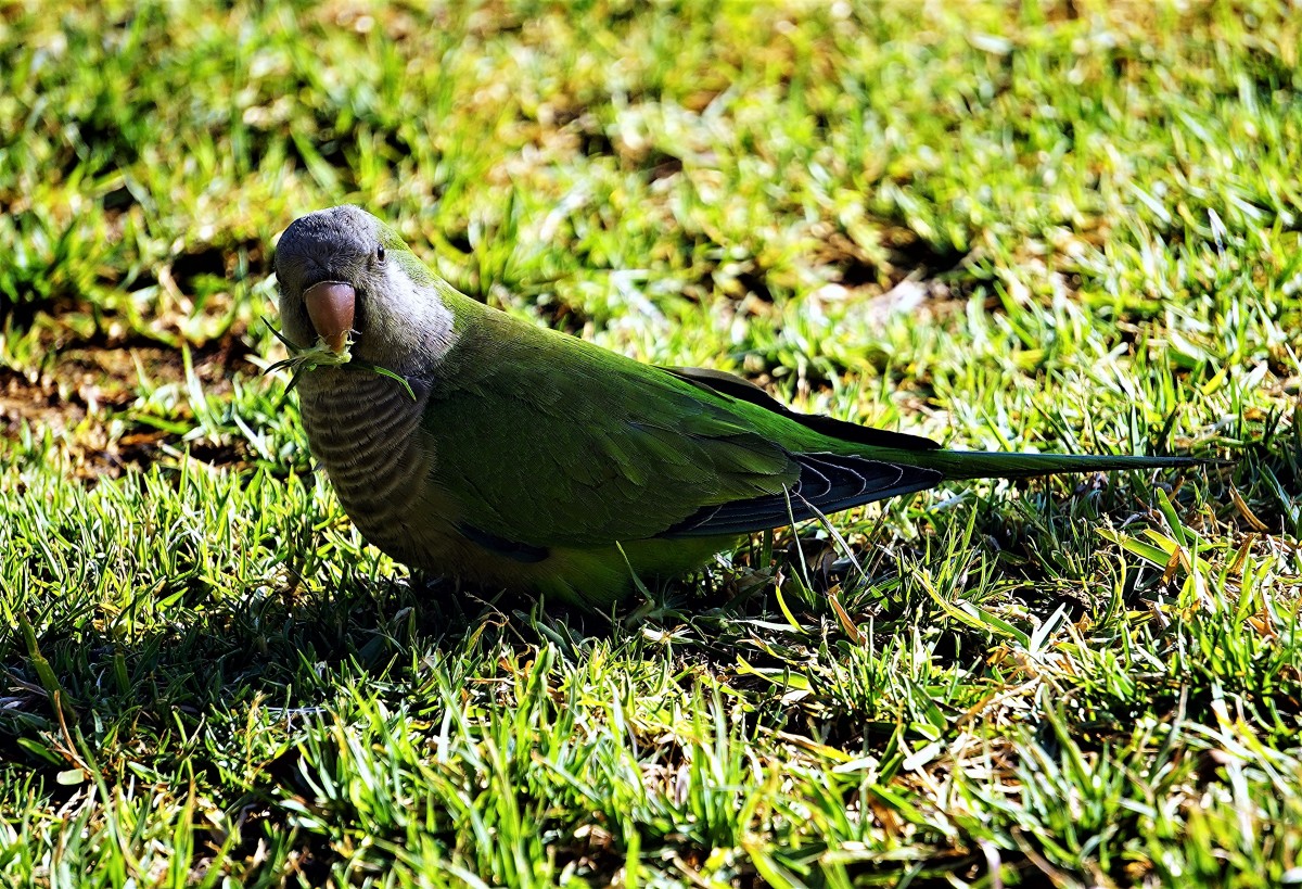 Zdjęcia: Malaga, Andaluzja, Papużka zielona, HISZPANIA Zdjęcia: Malaga, Andaluzja, Papużka zielona, HISZPANIA