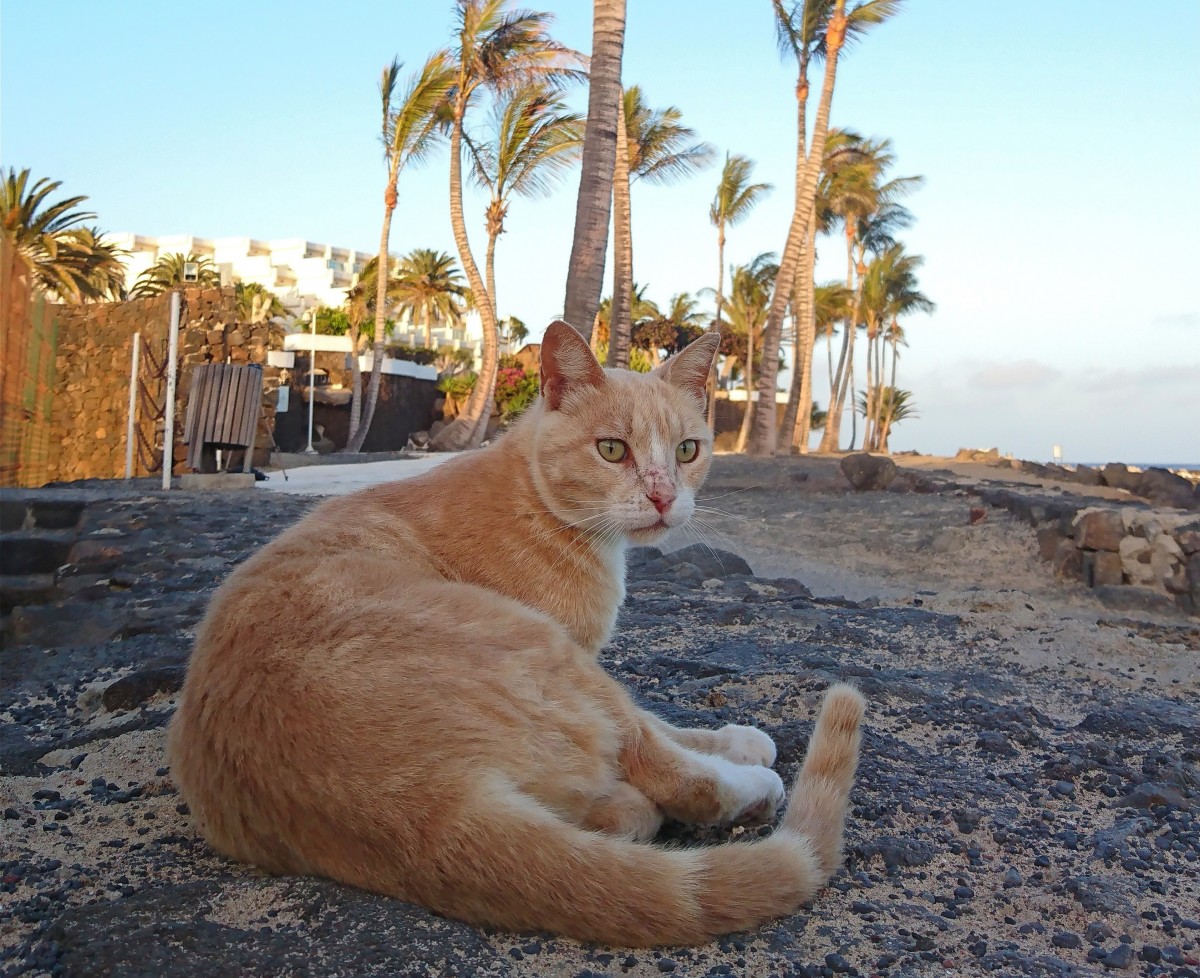 Zdjęcia: Costa Teguise, Wyspy Kanaryjskie, Rudy pod palmami kokosowymi, HISZPANIA Zdjęcia: Costa Teguise, Wyspy Kanaryjskie, Rudy pod palmami kokosowymi, HISZPANIA