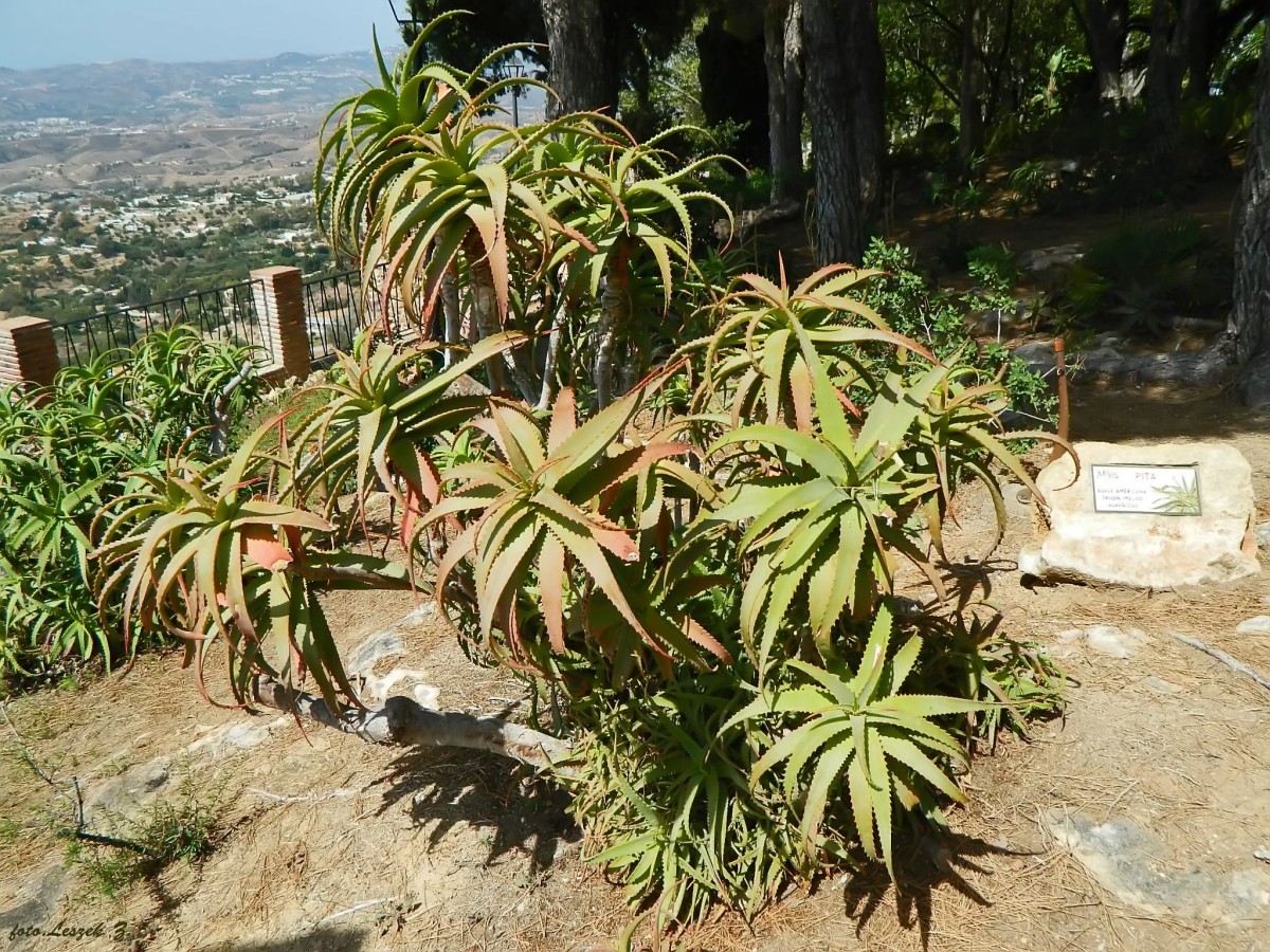 Zdjęcia: Mijas., Costa del Sol., Aloes Drzewiasty (Aloe candecabro)., HISZPANIA Zdjęcia: Mijas., Costa del Sol., Aloes Drzewiasty (Aloe candecabro)., HISZPANIA