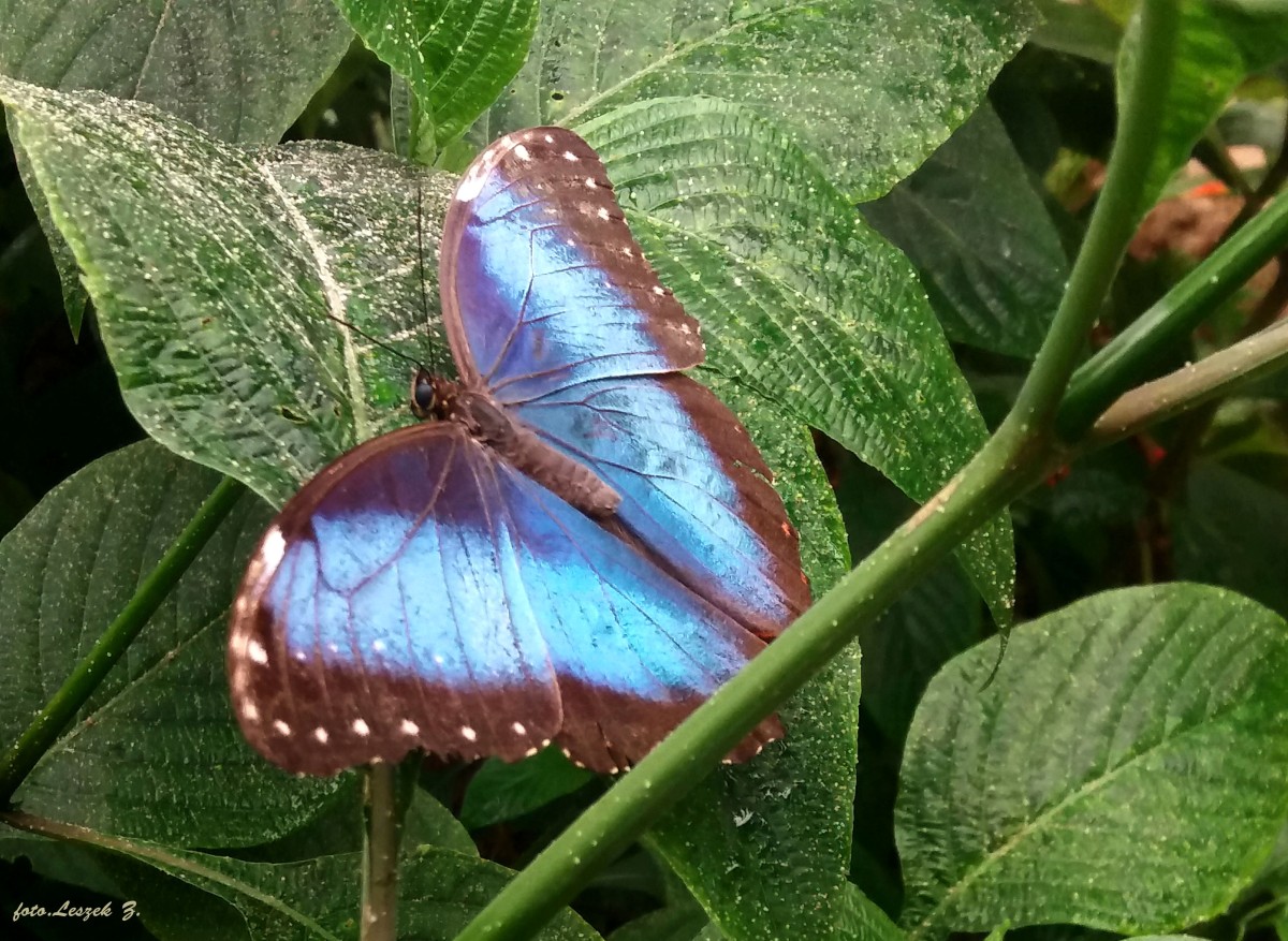 Zdjęcia: Motylarium w Benalmadena., Costa del Sol., Cesarz (Morpho peleides)., HISZPANIA Zdjęcia: Motylarium w Benalmadena., Costa del Sol., Cesarz (Morpho peleides)., HISZPANIA