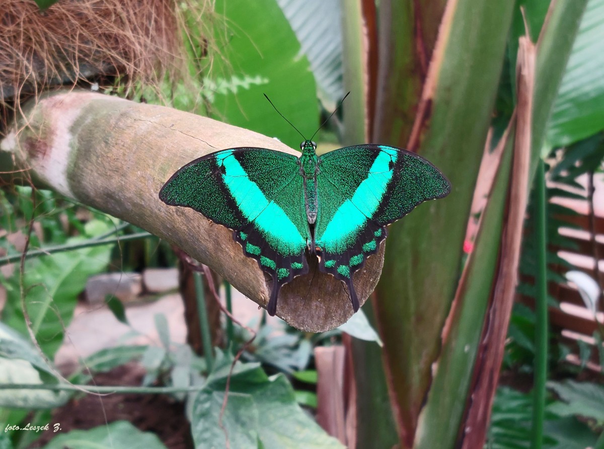 Zdjęcia:  Mariposario de Benalmadena - Butterfly Park., Costa del Sol., Papilio Buddha ., HISZPANIA Zdjęcia:  Mariposario de Benalmadena - Butterfly Park., Costa del Sol., Papilio Buddha ., HISZPANIA