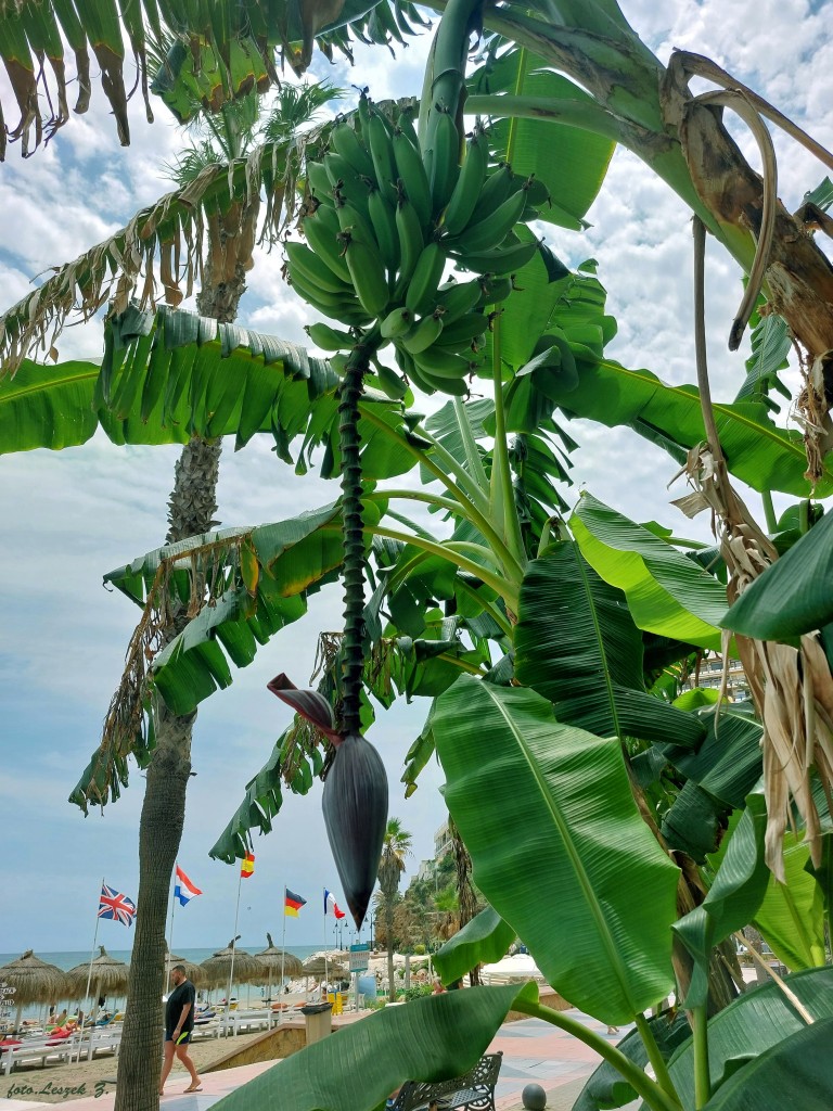 Zdjęcia: Benalmadena., Costa del Sol., Kwiat i owoce Bananowca., HISZPANIA Zdjęcia: Benalmadena., Costa del Sol., Kwiat i owoce Bananowca., HISZPANIA