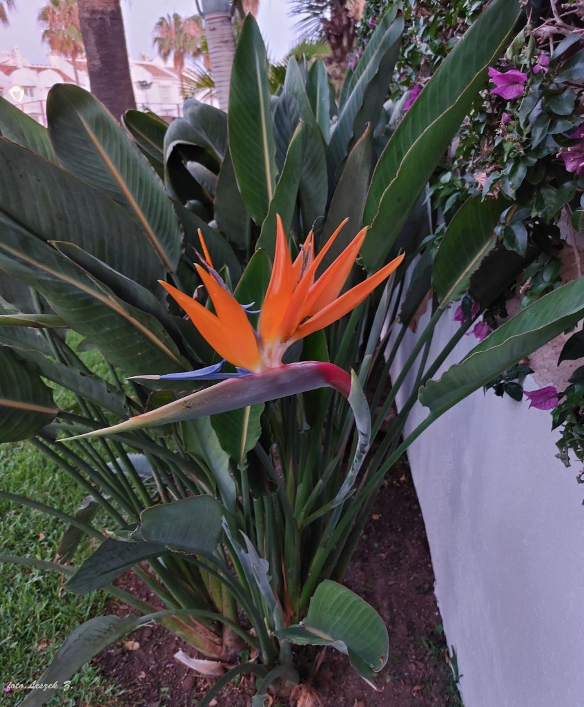 Zdjęcia: Benalmadena., Costa del Sol., Strelicja królewska - Strelicja "Rajski Ptak"., HISZPANIA Zdjęcia: Benalmadena., Costa del Sol., Strelicja królewska - Strelicja "Rajski Ptak"., HISZPANIA
