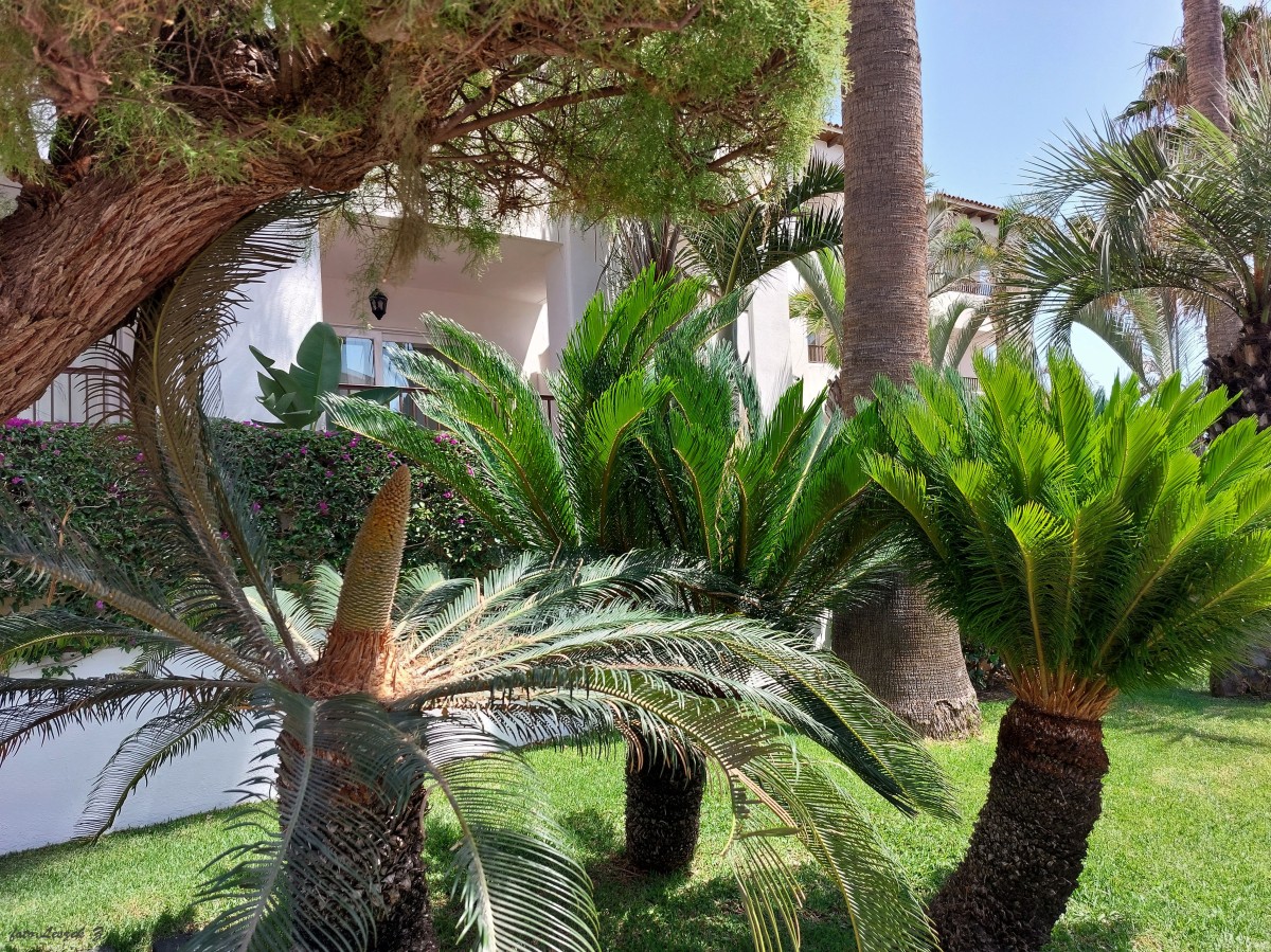 Zdjęcia: Torremolinos., Costa del Sol., Sagowiec odwinięty., HISZPANIA Zdjęcia: Torremolinos., Costa del Sol., Sagowiec odwinięty., HISZPANIA