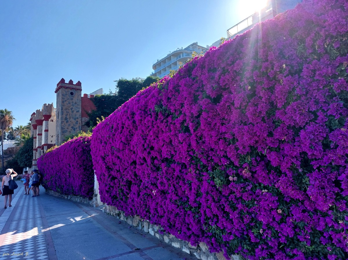 Zdjęcia: Promenada Benalmadeny., Benalmadena., Bugenwilla., HISZPANIA Zdjęcia: Promenada Benalmadeny., Benalmadena., Bugenwilla., HISZPANIA