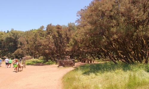 Zdjcie HISZPANIA / Wyspy Kanaryjskie, La Gomera / Parque Garajonay. / Wrzoce.