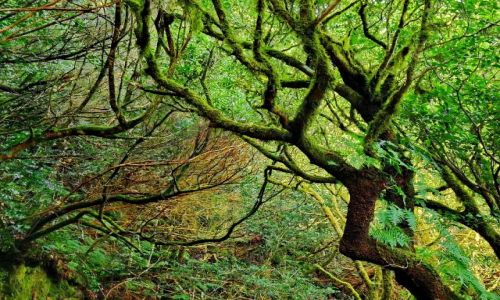 Zdjęcie HISZPANIA / Teneryfa / Anaga las / Dżungla Anaga na Teneryfie