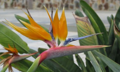Zdjęcie HISZPANIA / Gran Canaria / Puerto de Mogan / Multicolor!