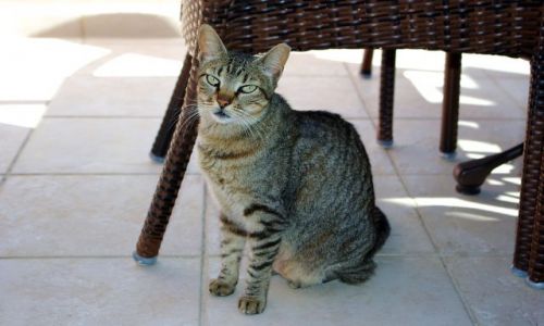 Zdjecie HISZPANIA / Teneryfa / Costa Adeje / Kotek z Teneryfy.