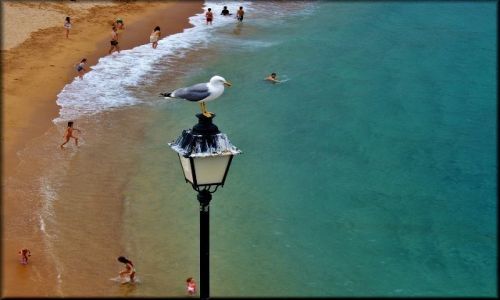 Zdjecie HISZPANIA / Katalonia / Tossa de Mar / Ja tu pilnuj :-)