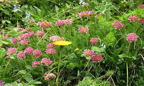 Zdjęcie HISZPANIA / dolina Ordessa / Pireneje hiszpańskie / pirenejska flora