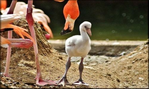 Zdjecie HISZPANIA / Katalonia / Barcelona - Ogrd Zoologiczny / Pod czujnym okiem mamy