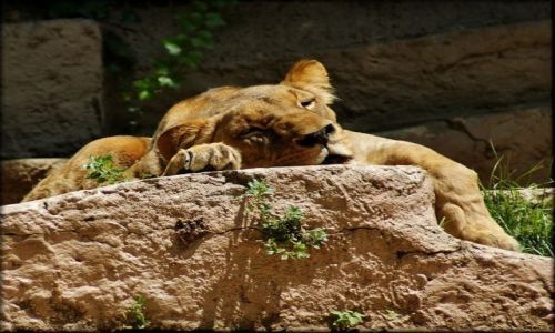 Zdjecie HISZPANIA / Katalonia / Barcelona - Ogrd Zoologiczny / Obrazki z ZOO - poobiednia drzemka