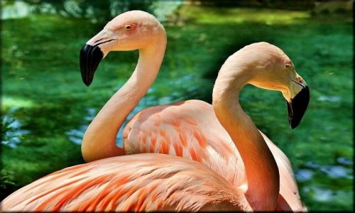 Zdjecie HISZPANIA / Katalonia / Barcelona - Ogród Zoologiczny / Obrazki z ZOO -  dwa różowe