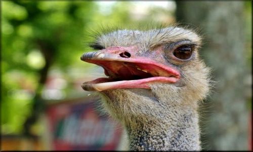 Zdjecie HISZPANIA / Katalonia / Barcelona - Ogrd Zoologiczny / Obrazki z ZOO -  znooowu zdjcie ??? :-)