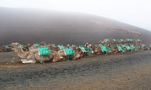 Zdjęcie HISZPANIA / Kanary - Lanzarote / park norodowy timafaya / karawana