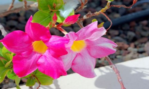 Zdjcie HISZPANIA / Wyspy Kanaryjskie, Teneryfa / Costa Adeje / Kwiaty kanaryjskie.