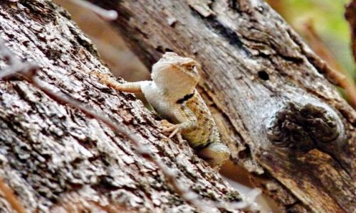 Zdjcie HISZPANIA / Gran Canaria / GC / Zamaskowana jaszczurka