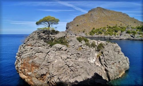 Zdjecie HISZPANIA / Majorka / Sa Calobra / Samotne drzewko w Sa Calobra