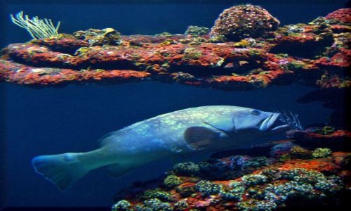 Zdjecie HISZPANIA / Majorka / Aqarium / W Aquarium Palma de Mallorka