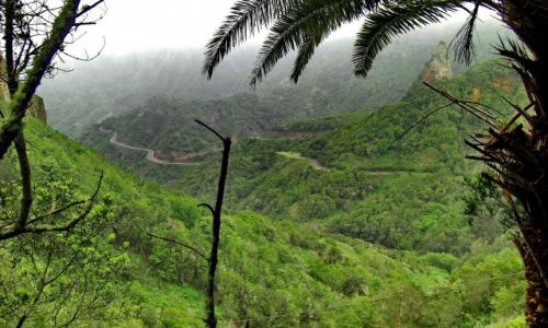 Zdjęcie HISZPANIA / La Gomera / Parc Garajonay - las Laurowy / Mała dżungla pod chmurami