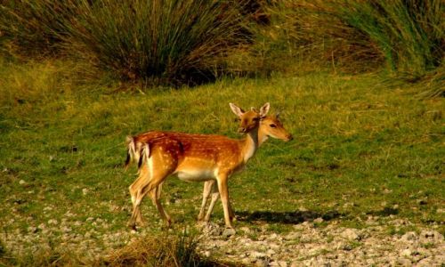 Zdjecie HISZPANIA / Andaluzja / Park Doñana / Dwugowy daniel
