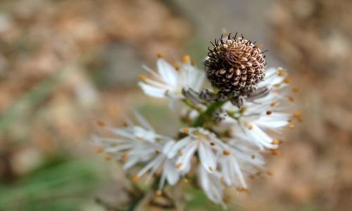 Zdjecie HISZPANIA / Huesca, Aragon / Pireneje / Torla / la flor