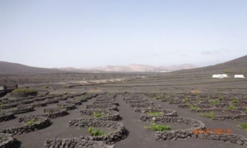 Zdjecie HISZPANIA / Wyspy Kanaryjskie / Lanzarote - la Geria / Winnice w piconie na Lanzarote