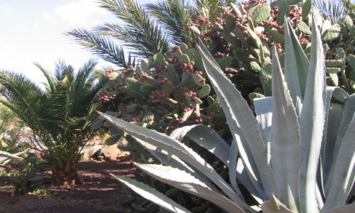 Zdjecie HISZPANIA / - / Fuerteventura / Opuncja Figowa