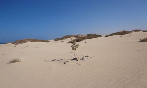 Zdjecie HISZPANIA / Wyspy Kanaryjskie - Fuerteventura / Parco Natural de Coralejo / Ruchome piaski koo Coralejo