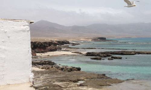Zdjęcie HISZPANIA / Fuerteventura / Punta Paserbe / Mewa