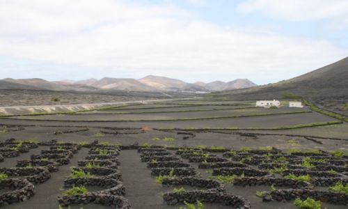 Zdjecie HISZPANIA / Lanzarote / La Geria / Winnice