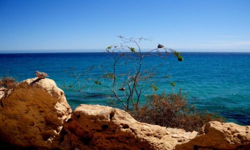 Zdjecie HISZPANIA / Fuertaventura / costa calma / Fuerta