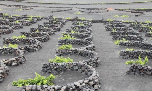Zdjcie HISZPANIA / Lanzarote / La Geria / Winnice