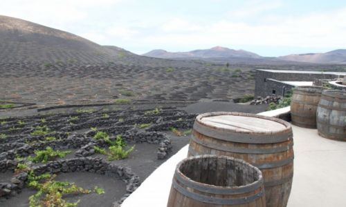 Zdjecie HISZPANIA / Lanzarote / La Geria / Winnice