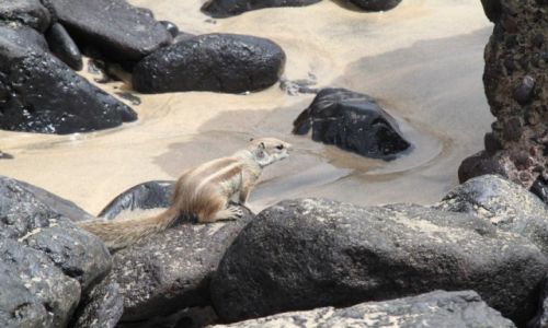 Zdjecie HISZPANIA / - / Fuerteventura / Kanaryjska wiewireczka