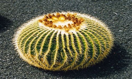Zdjecie HISZPANIA / Wyspy Kanaryjskie / Lanzarote  / 