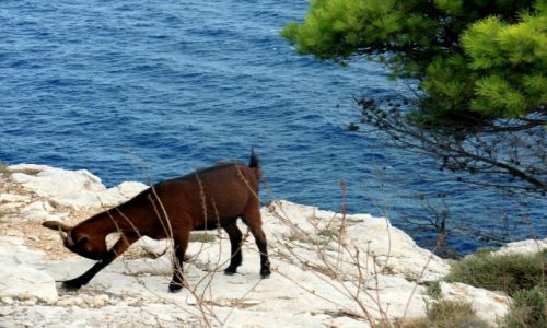 Zdjcie HISZPANIA / Majorka / Cap de Formentor / Hiszpanska kozica