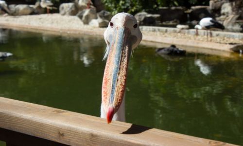 Zdjecie HISZPANIA / Gran Canaria / Palmitos Park / Ja i moj KRZYWY nos :D