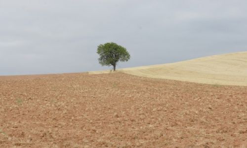 Zdjecie HISZPANIA / Nawarra  / Camino de Santiago / Samotne drzewko