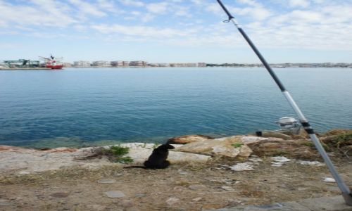 Zdjecie HISZPANIA / Alicante / Molo wTorravieja / Czekajc na rybk