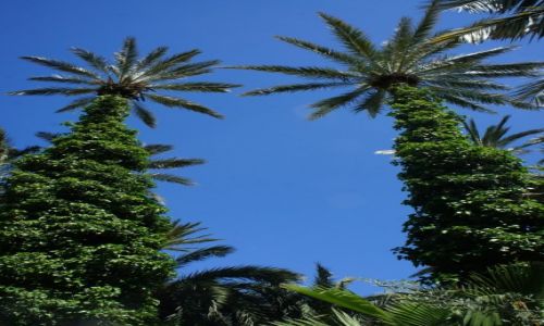 Zdj�cie HISZPANIA / Wsp�lnota autonomiczna Walencja / Parque de El Palmeral Alicante / Palmy w ubrankach