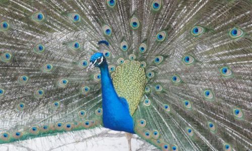 Zdjęcie HISZPANIA / Walencja / Gaj palmowy w Elche / Paw niebieski